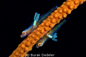 We have antennas!
Two small gobies with parasites attach... by Burak Dedeler 